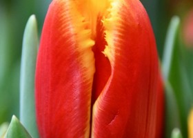 Tulipa Davenport ® (4)
